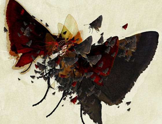 mariposas