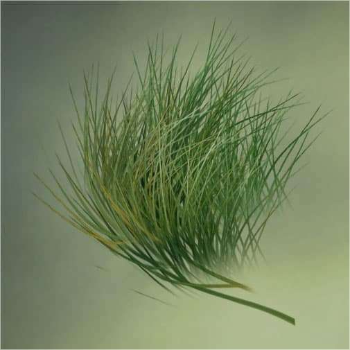 efectohierba
