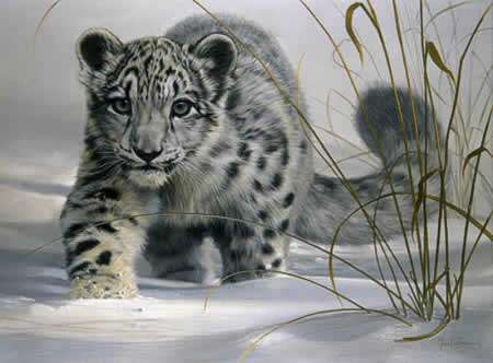 snow_leopard.jpg