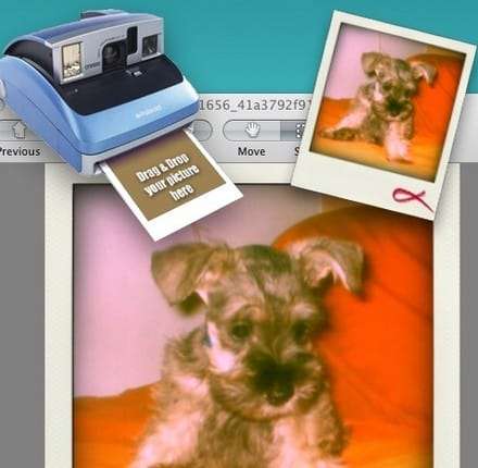 Polaroid_perro