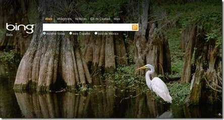 bing